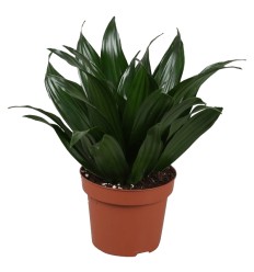 DRACĒNA (DRACAENA COMPACTA) 12Ø30H