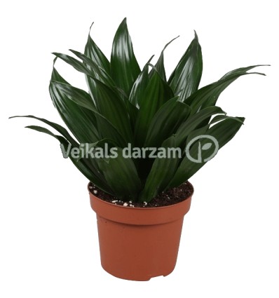 DRACĒNA (DRACAENA COMPACTA) 12Ø30H