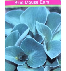 HOSTA BLUE MOUSE EARS