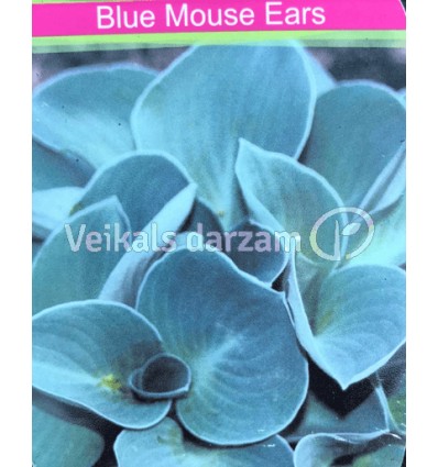 HOSTA BLUE MOUSE EARS