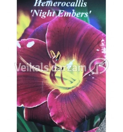 DIENLILIJA NIGHT EMBERS