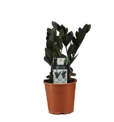 ZĀMIJA (ZAMIOCULCAS) RAVEN 14Ø45H