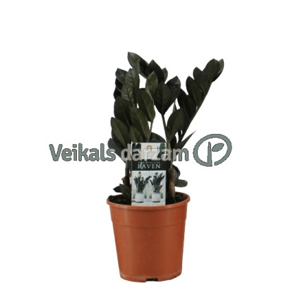 ZĀMIJA (ZAMIOCULCAS) RAVEN 14Ø45H