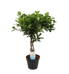 FIKUSS (FICUS MICR.) TWISTED 17Ø65H