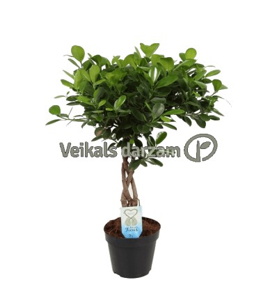 FIKUSS (FICUS MICR.) TWISTED 17Ø65H