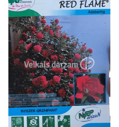 ROZE VĪTEŅROZE RED FLAME