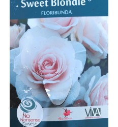 ROZE FLORIBUNDA SWEET BLONDIE