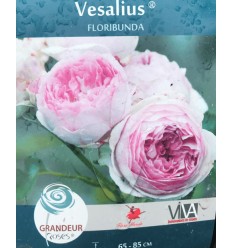 ROZE FLORIBUNDINĖ VESALIUS