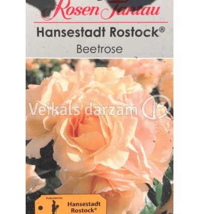 ROZE FLORIBUNDA HANSESTADT ROSTOK