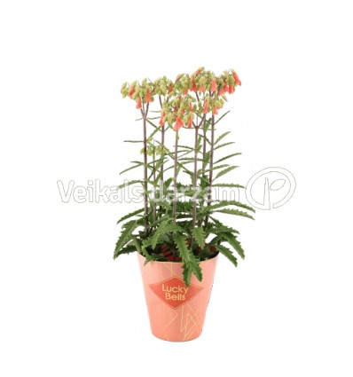 KALANHOJA (KALANCHOE) LUCKY BELLS 14Ø45H