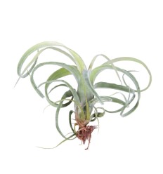 TILANDSIJA (TILLANDSIA LONANTHA) CURLY SLIM 8Ø7H