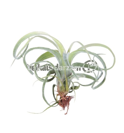 TILANDSIJA (TILLANDSIA LONANTHA) CURLY SLIM 8Ø7H