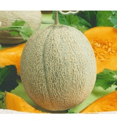 MELONE RETATO DEGLI ORTOLANI STĀDI