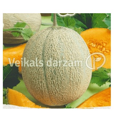 MELONE RETATO DEGLI ORTOLANI STĀDI