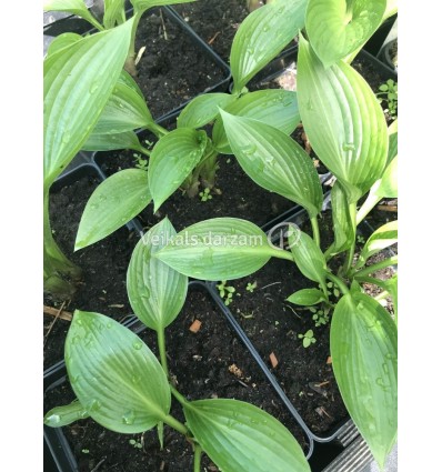 HOSTA DEVON GREEN