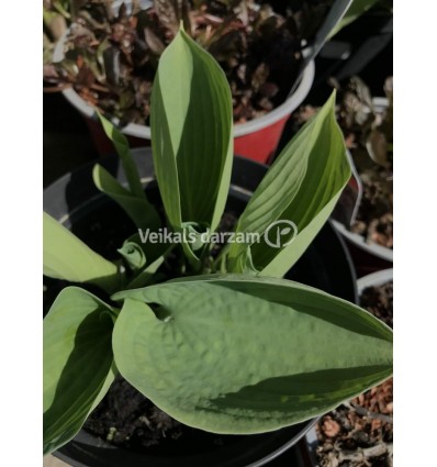 HOSTA DRINKING GOURD