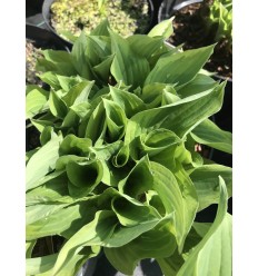 HOSTA BRIM CUP