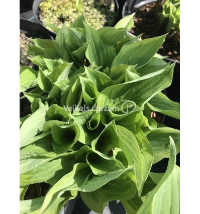 HOSTA BRIM CUP