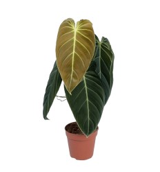 FILODENDRS (PHILODENDRON MELANOCHRYSUM)12Ø40H