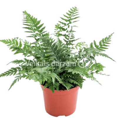 PAPARDE SARAINĀ (POLYSTICHUM) 8,5Ø20H