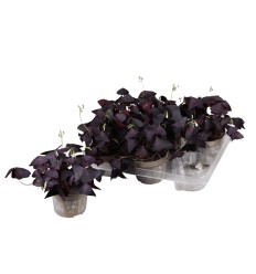 ZIRGSKĀBENES (OXALIS) 12Ø20H