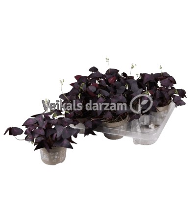 ZIRGSKĀBENES (OXALIS) 12Ø20H