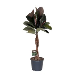 FIKUSS (FICUS ELASTICA) BURGUNDY 30Ø120H