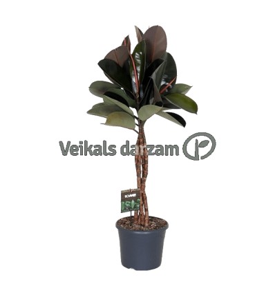 FIKUSS (FICUS ELASTICA) BURGUNDY 30Ø120H