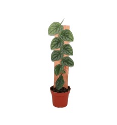 MONSTERA (MONSTERA DUBIA) JUVENIEL 14Ø50H