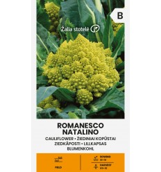 ZIEDKĀPOSTI ROMANESCO NATALINO