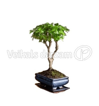 BONSAI KOKS LIGUSTRUM P15 20H