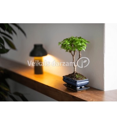 BONSAI KOKS LIGUSTRUM P15 20H