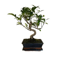 BONSAI KOKS FICUS P20 S