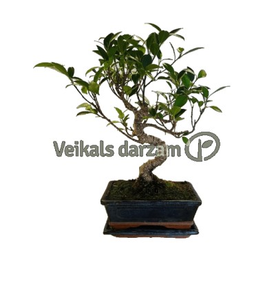 BONSAI KOKS FICUS P20 S