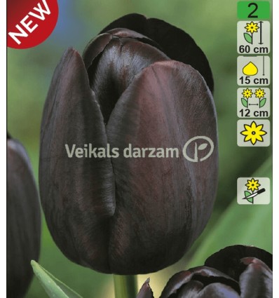 TULPES QUEEN OF NIGHT