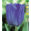 TULPES BLEU AIMABLE