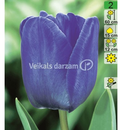 TULPES BLEU AIMABLE