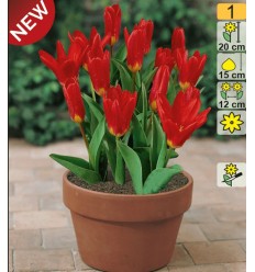 TULPES SCARLET BABY