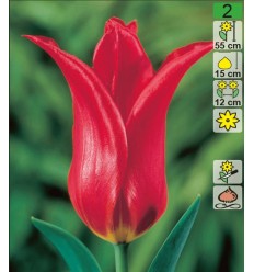 TULPES RED SHINE