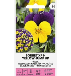 VIJOLÎTES SORBET XP H YELLOW JUMP UP