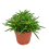 PEPEROMIJA (PEPEROMIA) HAPPY BEAN 10,5Ø15H