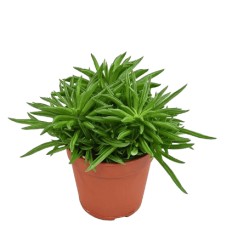 PEPEROMIJA (PEPEROMIA) HAPPY BEAN 10,5Ø15H