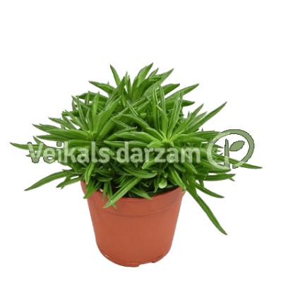 PEPEROMIJA (PEPEROMIA) HAPPY BEAN 10,5Ø15H