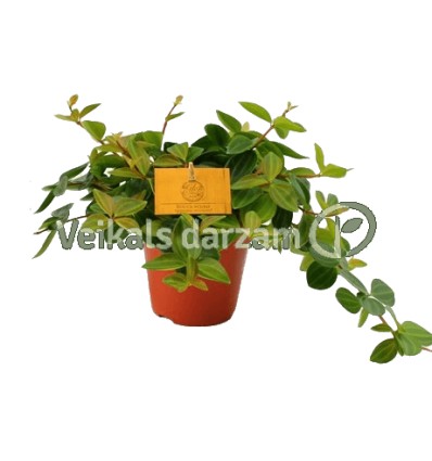 PEPEROMIJA (PEPEROMIA) ROCCA SCURO 12Ø20H