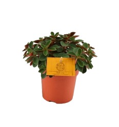 PEPEROMIJA (PEPEROMIA) RED LOG 10,5Ø15H