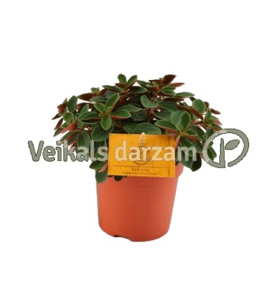 PEPEROMIJA (PEPEROMIA) RED LOG 10,5Ø15H