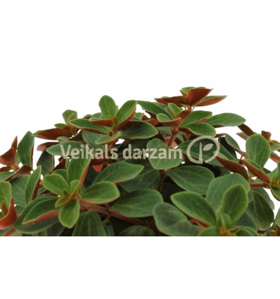 PEPEROMIJA (PEPEROMIA) RED LOG 10,5Ø15H