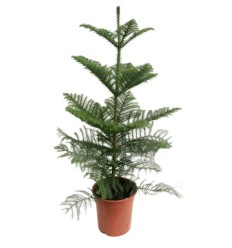 ARAUKĀRIJA (ARAUCARIA HETEROPHYLA)21Ø110H