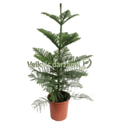 ARAUKĀRIJA (ARAUCARIA HETEROPHYLA)21Ø110H