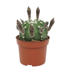 KAKTUSS (ECHINOPSIS OXYGONA) 10,5Ø15H